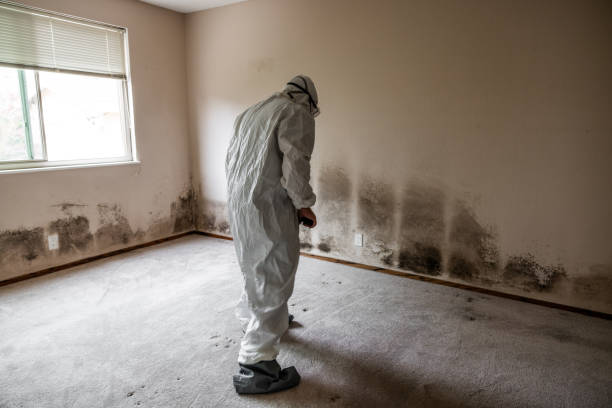 Best Residential Mold Remediation in Great River, NY